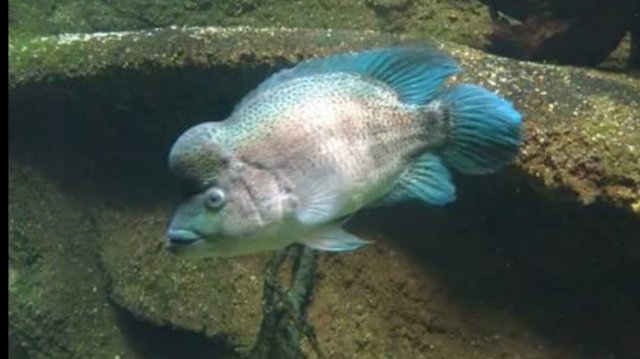 Wolf cichlid.jpg