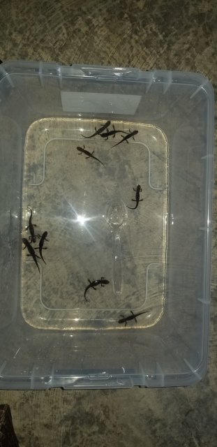 20180728_161558.jpg 20180728_161558.jpg
