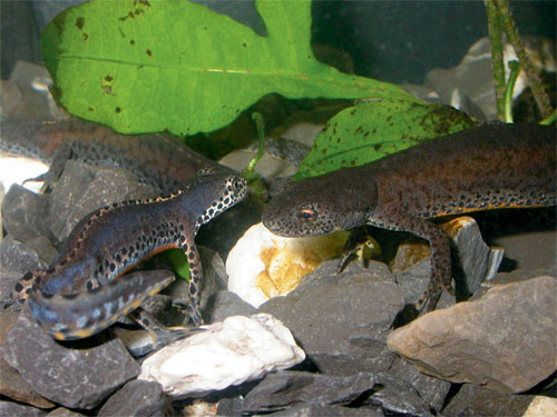 alpine-newt-1-500.jpg alpine-newt-1-500.jpg
