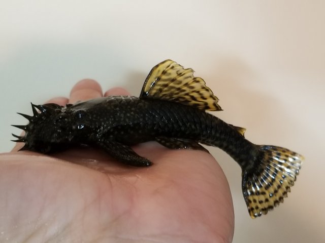 20181001_194925.jpg 20181001_194925.jpg