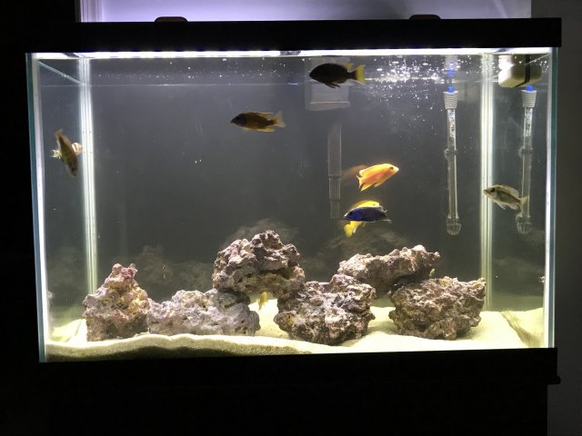 65 gallon aquarium