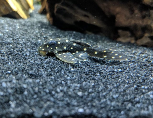 pleco.JPG