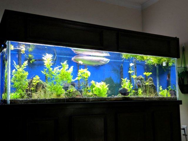 Arowana aquarium.jpg Arowana aquarium.jpg