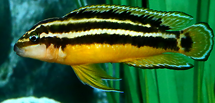 julidochromis ornatus.png
