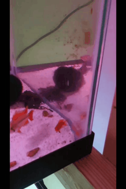 20190807_202158.gif 20190807_202158.gif