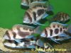 Cyphotilapia_frontosa_Black _widow.jpg Cyphotilapia_frontosa_Black _widow.jpg