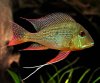 geophagus_altifrons_05.jpg