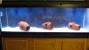 01Aquarium.jpg 01Aquarium.jpg