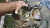 fish 001 (2).jpg fish 001 (2).jpg