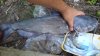 fish 005 (2).jpg fish 005 (2).jpg