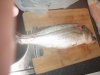 fishing & coocking! 020.JPG fishing & coocking! 020.JPG