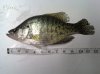 5-20 Port Deposit Pier (White Crappie).jpg