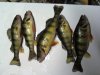 10-22 Port Deposit Pier (Yellow Perch).jpg