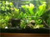 Pictureplant.jpg