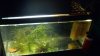2 gallon fry tank.JPG