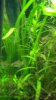 pigmy cories 001.JPG