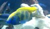 Good pic of venustus.jpg Good pic of venustus.jpg