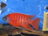 dmhcichlids (2).jpg dmhcichlids (2).jpg