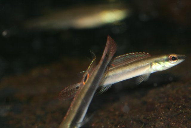 Crenicichla sp. Orinoco 2 females.JPG