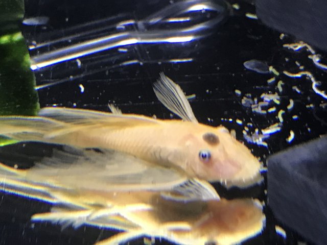 lemon pleco.jpg