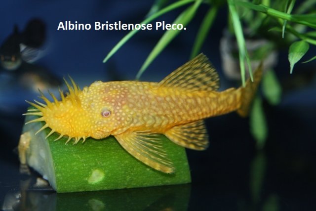 Albino bristlenose pleco with 24 text.jpg