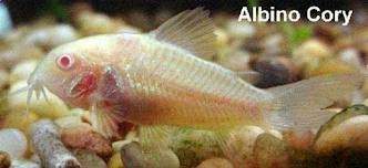 albino cory.jpg