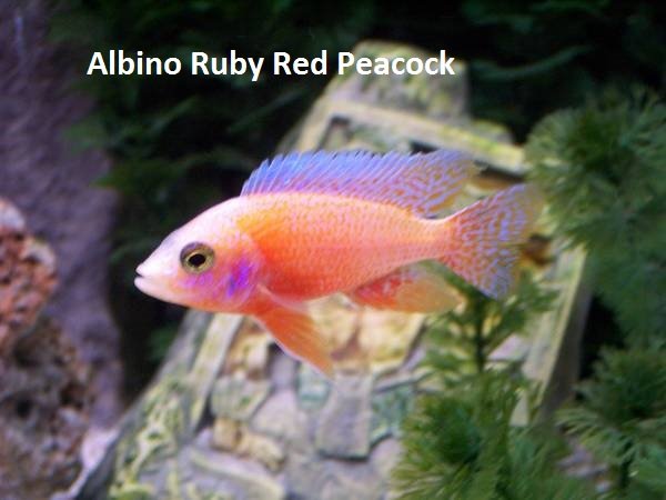 Aul_ruby_red_albino with 24 text.jpg