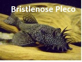 bristlenose with 24 text.jpg