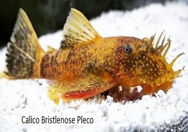 calico bristlenose pleco 9 x 11 -2.jpg