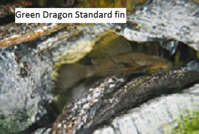 Green Dragon Standard fin 9 x 11.jpg