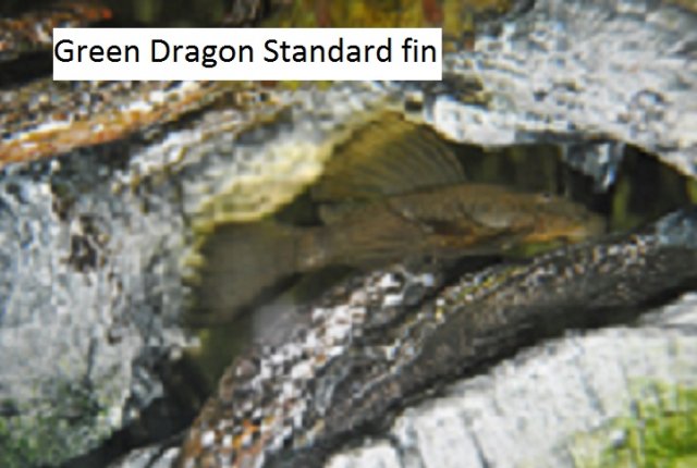 Green Dragon Standard fin 9 x 11.jpg