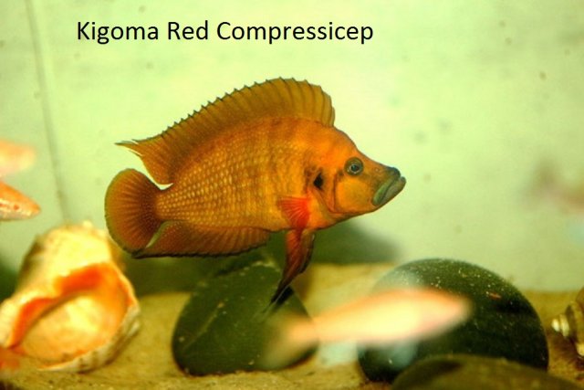 Kigoma Red Comps 9 x 11.jpg