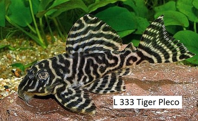 l333 Tiger Pleco 9 x 11.jpg