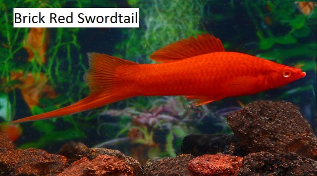 Red Swordtail 9 x 11.jpg