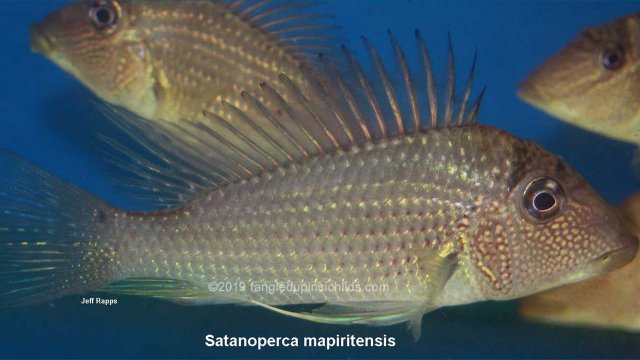 TUIC-IMGs-Satanoperca-mapiritensis-1229.jpg TUIC-IMGs-Satanoperca-mapiritensis-1229.jpg