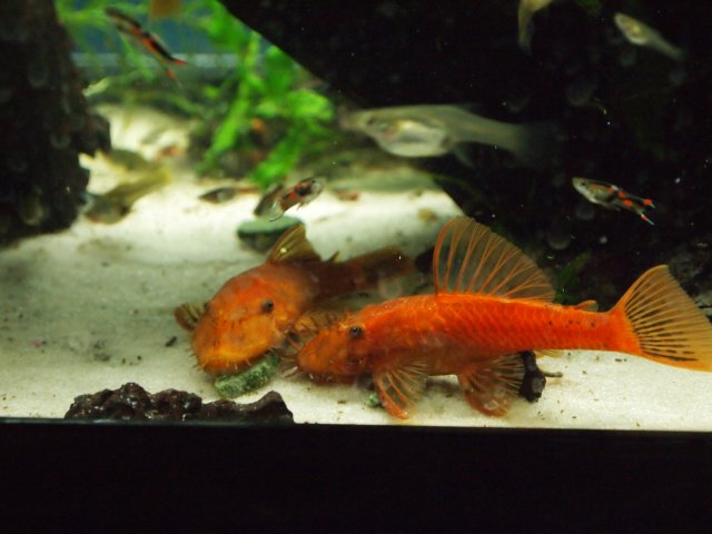 Two male Super Red Plecos Feb 2012 P2060352.JPG