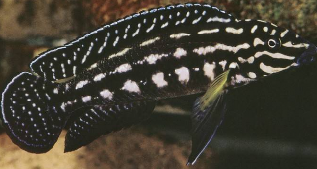 Julidochromis marlieri.png
