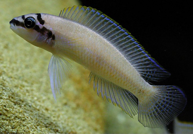 chalinochromis brichardi.png