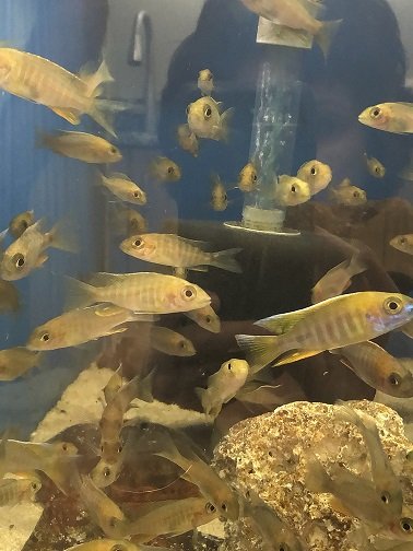 aquabid4 sm2 Tanso rock Swallow tail.jpg aquabid4 sm2 Tanso rock Swallow tail.jpg