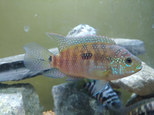 Fish 1.jpg Fish 1.jpg