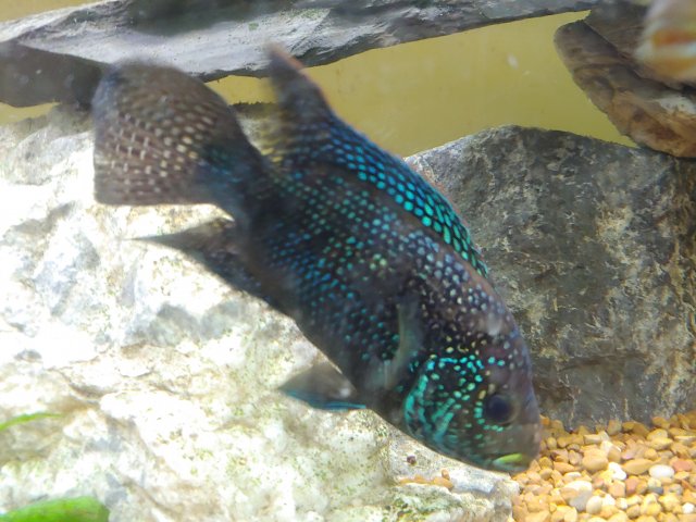 Fish 2.jpg Fish 2.jpg