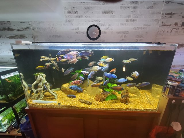 Experience w 120 Gallon 48 x 24 x 24 Peacock Cichlid Setup Capital Cichlid Association