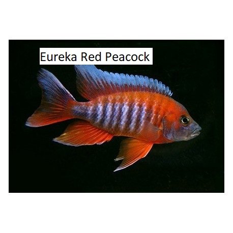 eureka-red-peacock-cichlid-aulonocara-jacobfreibergi lable.jpg