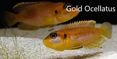 Gold Ocellatus Picture.jpg Gold Ocellatus Picture.jpg
