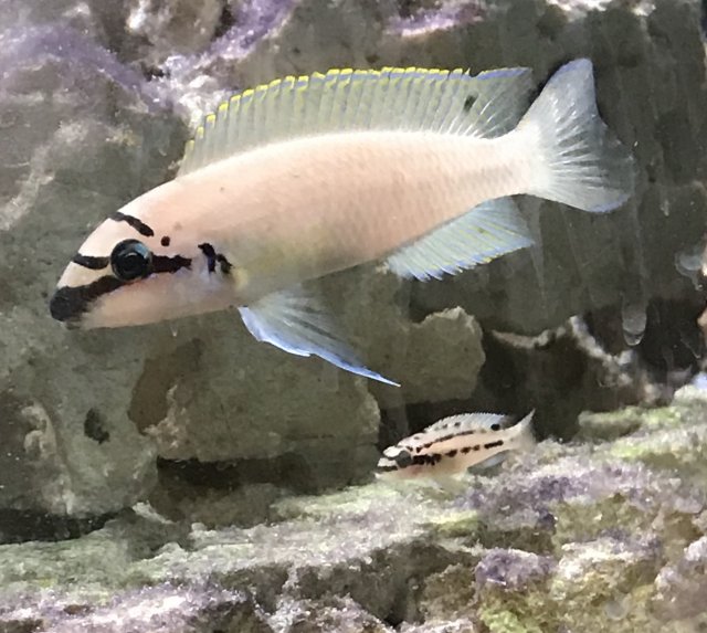 Chalinochromis brichardi.jpg