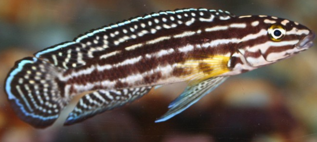 good Julidochromis marlieri.png