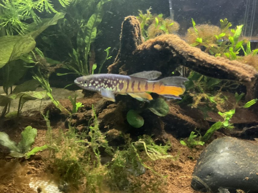 male killifish.jpg male killifish.jpg