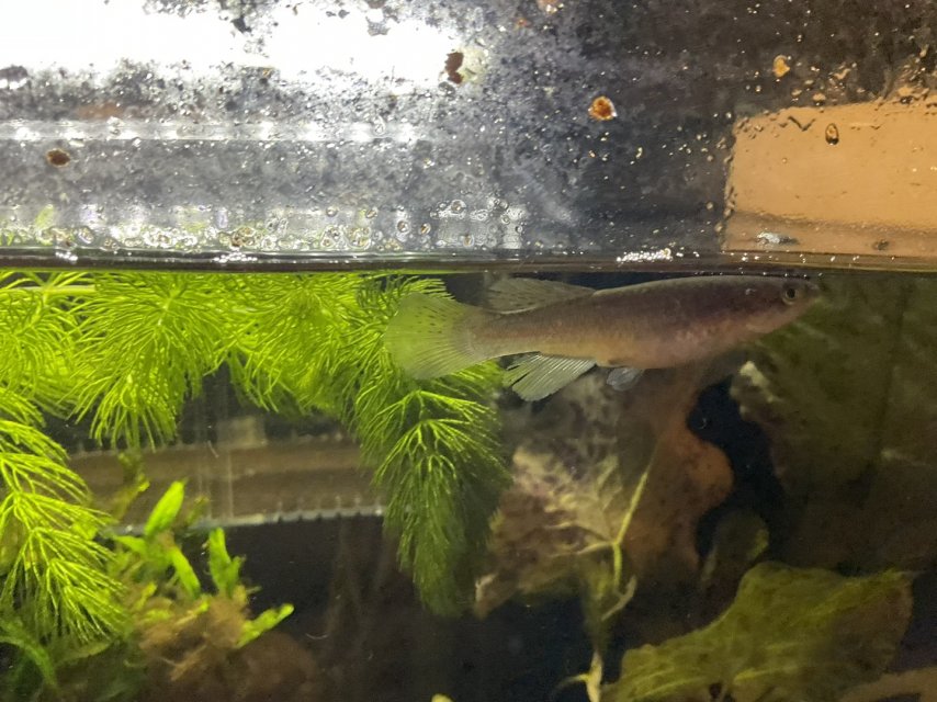 female killifish 1.jpg female killifish 1.jpg