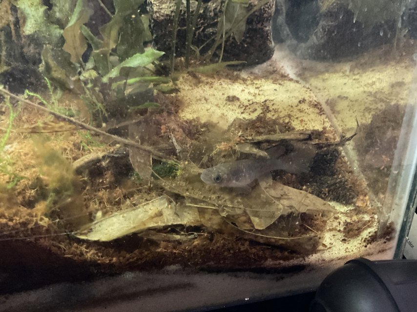female killifish 2.jpg female killifish 2.jpg