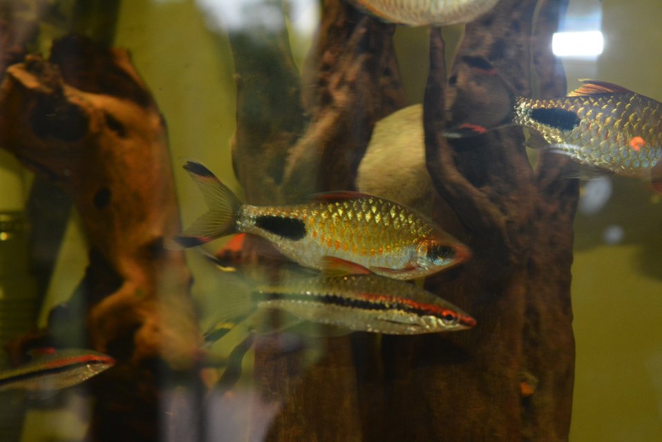 DSC_1808.JPG DSC_1808.JPG